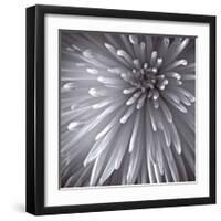 Natural Designs II-Assaf Frank-Framed Giclee Print