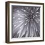 Natural Designs II-Assaf Frank-Framed Giclee Print