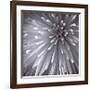 Natural Designs II-Assaf Frank-Framed Giclee Print