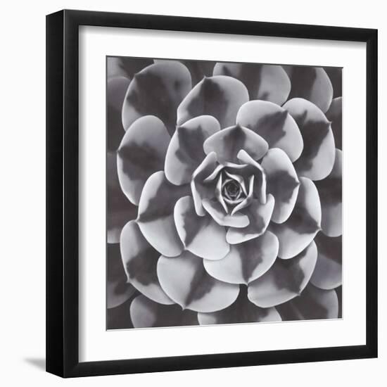 Natural Designs III-Assaf Frank-Framed Giclee Print