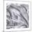 Natural Designs IV-Assaf Frank-Mounted Giclee Print