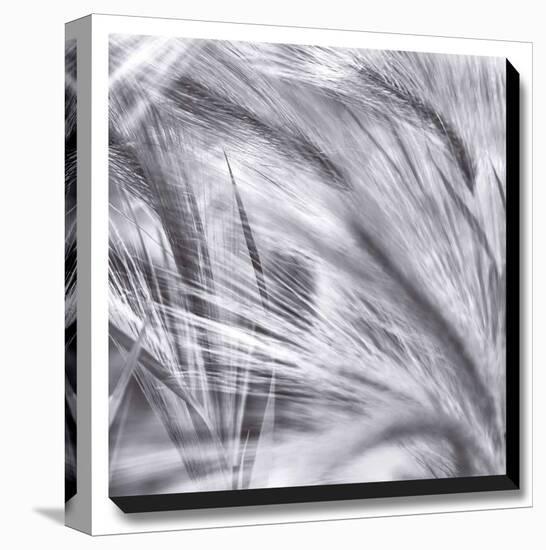 Natural Designs IV-Assaf Frank-Stretched Canvas