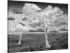 Natural Disorder-Thomas Barbey-Stretched Canvas