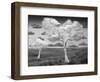 Natural Disorder-Thomas Barbey-Framed Premium Giclee Print