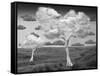 Natural Disorder-Thomas Barbey-Framed Stretched Canvas