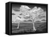 Natural Disorder-Thomas Barbey-Framed Stretched Canvas