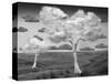 Natural Disorder-Thomas Barbey-Stretched Canvas