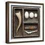 Natural Elements Collection in Type Case-Andrea Haase-Framed Photographic Print