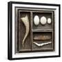 Natural Elements Collection in Type Case-Andrea Haase-Framed Photographic Print