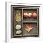 Natural Elements Collection in Type Case-Andrea Haase-Framed Photographic Print