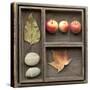 Natural Elements Collection in Type Case-Andrea Haase-Stretched Canvas