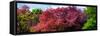 Natural Floral Landscape - Hertfordshire - UK - England - United Kingdom - Europe-Philippe Hugonnard-Framed Stretched Canvas