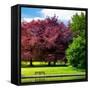 Natural Floral Landscape - Hertfordshire - UK - England - United Kingdom - Europe-Philippe Hugonnard-Framed Stretched Canvas