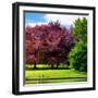 Natural Floral Landscape - Hertfordshire - UK - England - United Kingdom - Europe-Philippe Hugonnard-Framed Photographic Print