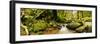 Natural forest of Magoebaskloof, Tzaneen, Limpopo Province, South Africa-null-Framed Photographic Print