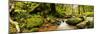 Natural forest of Magoebaskloof, Tzaneen, Limpopo Province, South Africa-null-Mounted Photographic Print