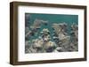 Natural Form, Landscape, Aerial View, Zahara, Lake, Shore, Fjord, Andalusia, Summer, Vacation-Frank Fleischmann-Framed Photographic Print