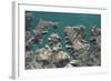 Natural Form, Landscape, Aerial View, Zahara, Lake, Shore, Fjord, Andalusia, Summer, Vacation-Frank Fleischmann-Framed Photographic Print