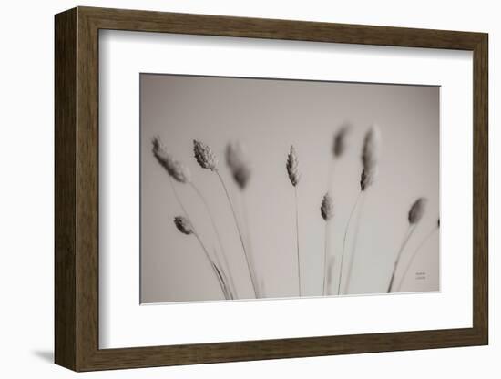 Natural Grasses-Nathan Larson-Framed Photographic Print