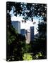Natural Heart Formed by Trees Overlooking Buildings, Central Park in Summer, Manhattan, New York-Philippe Hugonnard-Stretched Canvas
