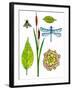 Natural History by the Pond-Blenda Tyvoll-Framed Art Print