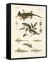 Natural History of Sea Salamander-null-Framed Stretched Canvas