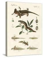 Natural History of Sea Salamander-null-Stretched Canvas