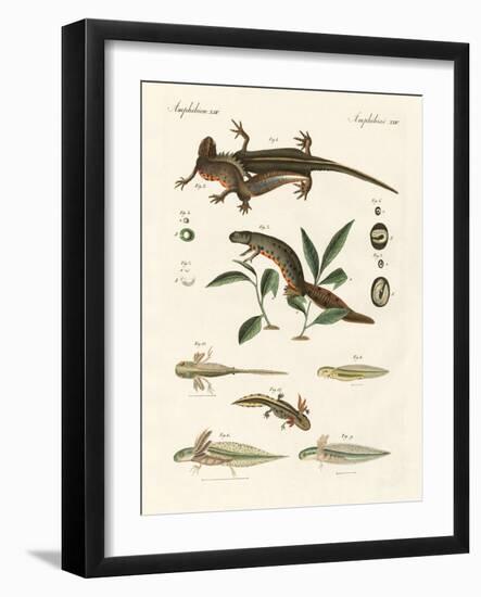 Natural History of Sea Salamander-null-Framed Giclee Print