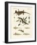 Natural History of Sea Salamander-null-Framed Giclee Print