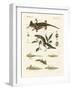 Natural History of Sea Salamander-null-Framed Giclee Print