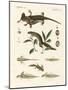 Natural History of Sea Salamander-null-Mounted Giclee Print