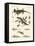 Natural History of Sea Salamander-null-Framed Stretched Canvas