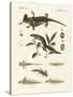 Natural History of Sea Salamander-null-Stretched Canvas