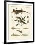 Natural History of Sea Salamander-null-Framed Giclee Print