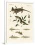 Natural History of Sea Salamander-null-Framed Giclee Print