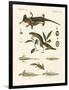 Natural History of Sea Salamander-null-Framed Giclee Print