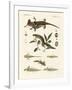 Natural History of Sea Salamander-null-Framed Giclee Print