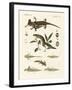 Natural History of Sea Salamander-null-Framed Giclee Print