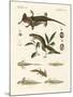 Natural History of Sea Salamander-null-Mounted Giclee Print