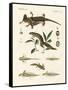 Natural History of Sea Salamander-null-Framed Stretched Canvas