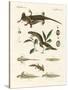 Natural History of Sea Salamander-null-Stretched Canvas