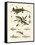 Natural History of Sea Salamander-null-Framed Stretched Canvas