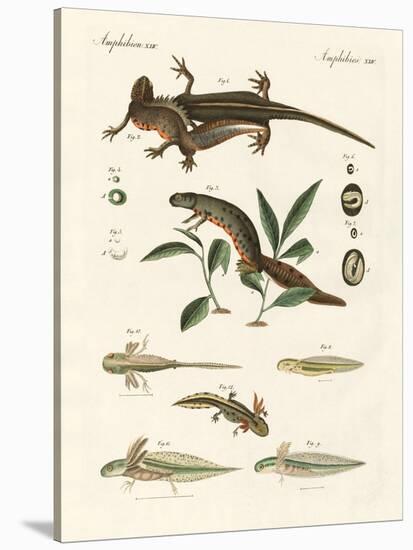 Natural History of Sea Salamander-null-Stretched Canvas