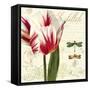 Natural History Sketchbook I-Tina Lavoie-Framed Stretched Canvas