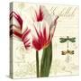 Natural History Sketchbook I-Tina Lavoie-Stretched Canvas