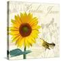Natural History Sketchbook IV-Tina Lavoie-Stretched Canvas