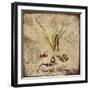 Natural History-Tina Lavoie-Framed Giclee Print