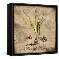 Natural History-Tina Lavoie-Framed Stretched Canvas