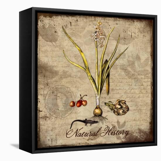 Natural History-Tina Lavoie-Framed Stretched Canvas