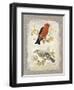 Natural Life, Feathered Friends-Chad Barrett-Framed Art Print